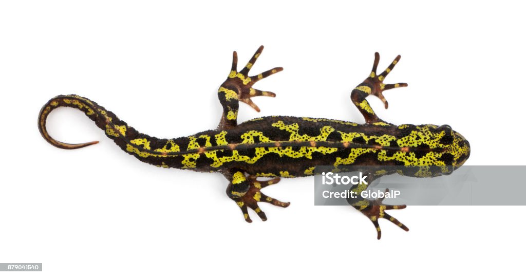 Marbled Newt - Triturus marmoratus Salamander Stock Photo