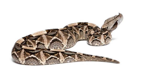 Gaboon Viper Stock Photos, Pictures & Royalty-Free Images - iStock