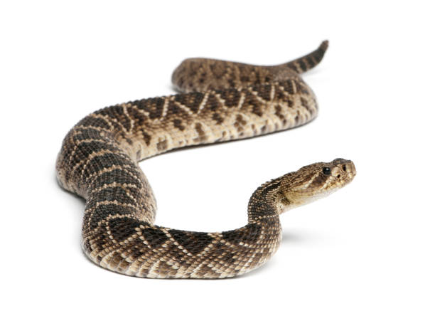 istock eastern diamondback rattlesnake - Crotalus adamanteus , poisonous, white background 879041582
