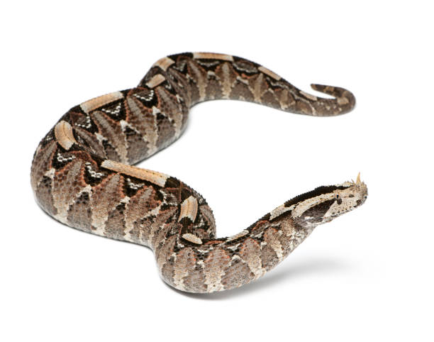 istock rhinoceros viper, river jack - Bitis nasicornis X gabonica, poisonous, white background 879041610
