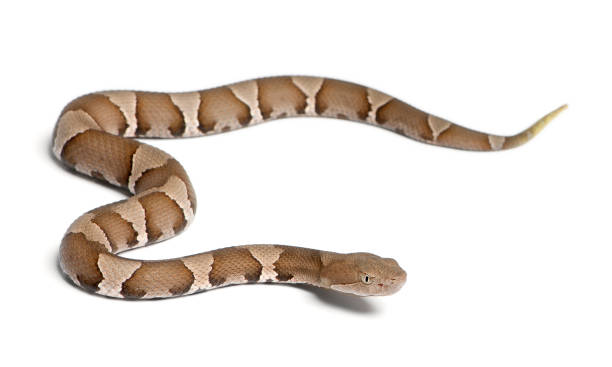 若いアメリカマムシスネークやハイランドモカシン-agkistrodon contortrix (有害 - snake adder viper reptile ストックフォトと画像