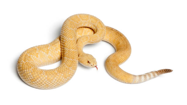 istock albinos western diamondback rattlesnake - Crotalus atrox, poisonous, white background 879041630