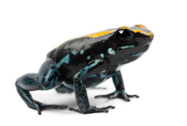 istock Golfodulcean Poison Frog, Phyllobates vittatus, against white background 879041740