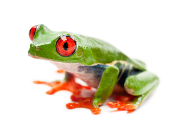 istock Red-eyed Treefrog, Agalychnis callidryas, portrait against white background 879041754