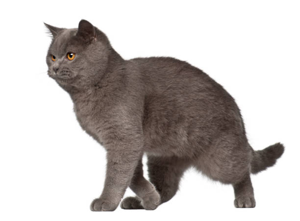istock British Shorthair, 7 months old, sitting against white background 879043850
