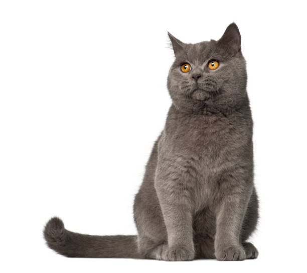 istock British Shorthair, 7 months old, sitting against white background 879043864