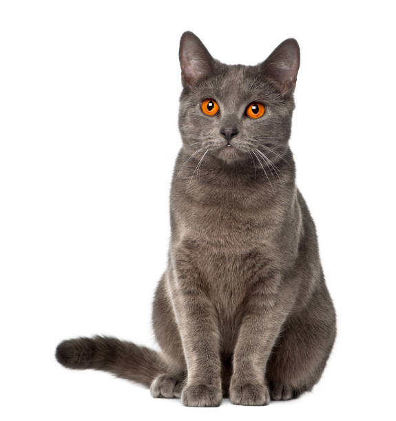 istock Chartreux, 9 months old, sitting against white background 879043866