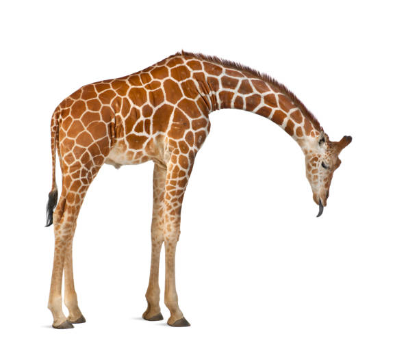 giraffe somalienne, communément appelé girafe réticulée, giraffa camelopardalis reticulata, 2 et un debout demi ans sur fond blanc - reticulated photos et images de collection