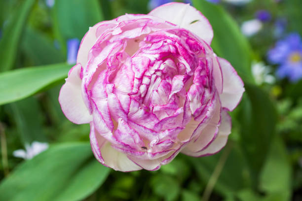 istock Pink tulip in the field 879044116