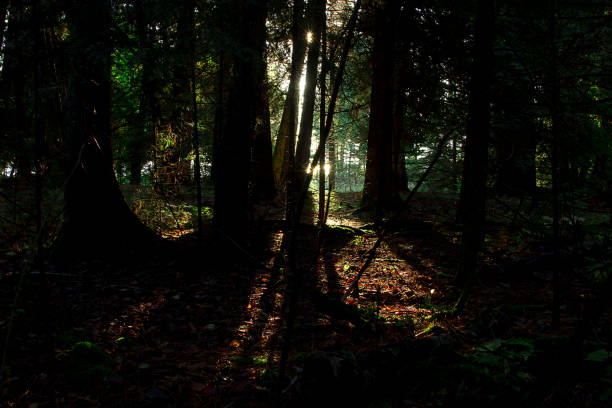istock Out of the Woods 879044444