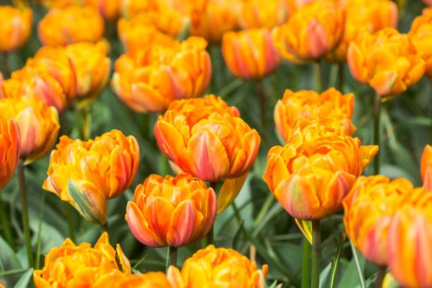istock Colorful tulip flower fields blooming in the garden 879047760