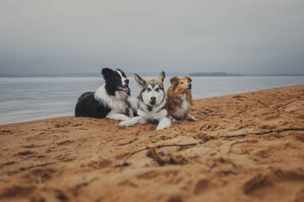 istock Three dogs playing on the autumn beach 879047780