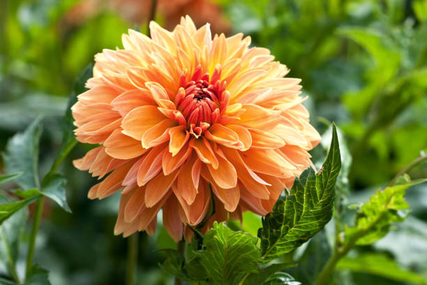 istock Dahlia  flower blooming at summer 879048484
