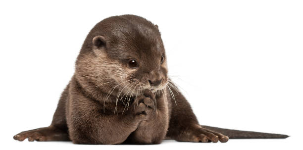 istock Oriental small-clawed otter, Amblonyx Cinereus, 5 years old, sitting in front of white background 879049270