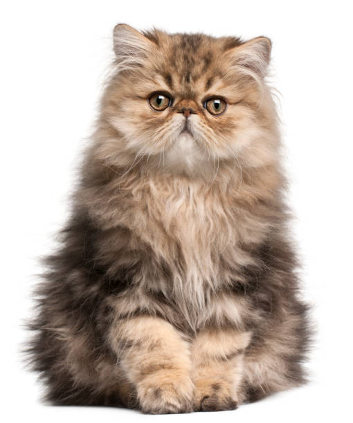 Persian Kitten, 3 months old, sitting in front of white background