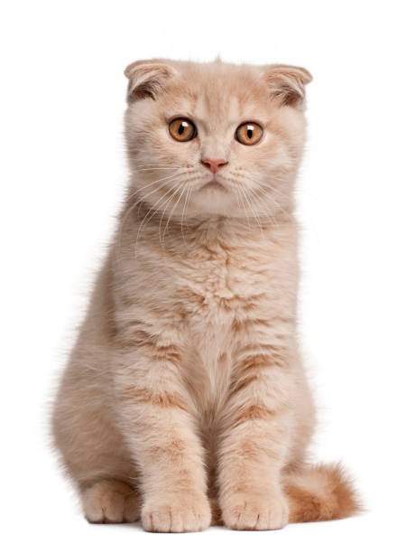 istock Scottish Fold Kitten, 1 months old, sitting in front of white background 879049362