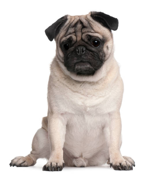 istock Pug, 4 years old, sitting in front of white background 879049364