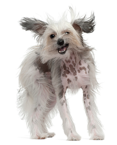 Chinese Crested Dog with windblown hair, 11 months old, standing in front of white background