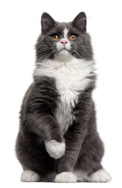 istock Grey and white cat, 5 months old, sitting in front of white background 879051564