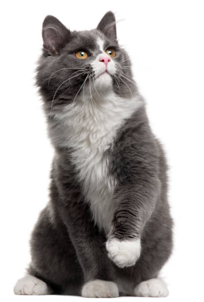 istock Grey and white cat, 5 months old, sitting in front of white background 879051882