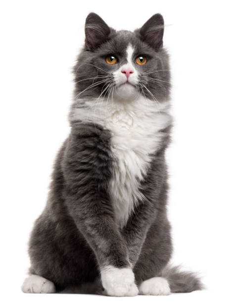 istock Grey and white cat, 5 months old, sitting in front of white background 879052126