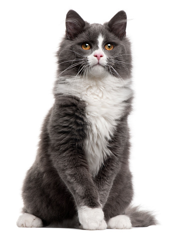 A silver British shorthair looking directly into the camera.