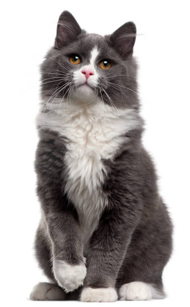 istock Grey and white cat, 5 months old, sitting in front of white background 879052476