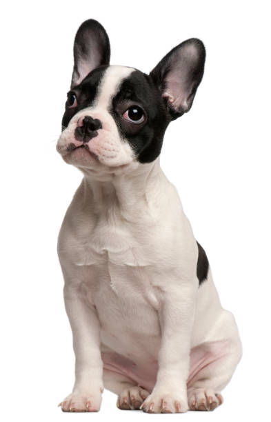 cachorro de bulldog francés, 3 meses y medio viejo, sentado frente a fondo blanco - french bulldog fotografías e imágenes de stock