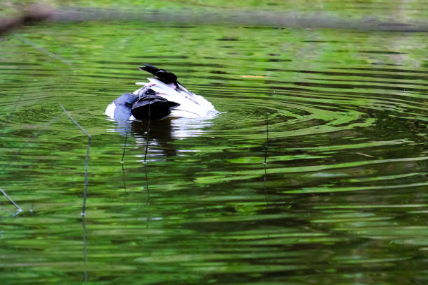 istock Flock of domestic ducks swimming in the backwaters 879054354
