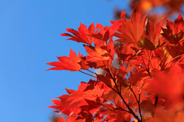 istock Fall, Tokyo, Autumn leaves - Fall of Japan 879054494