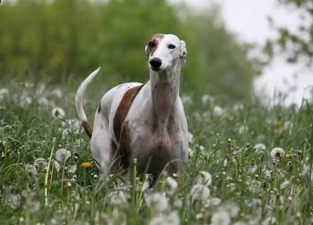 Greyhound on a meadow full of dandelions