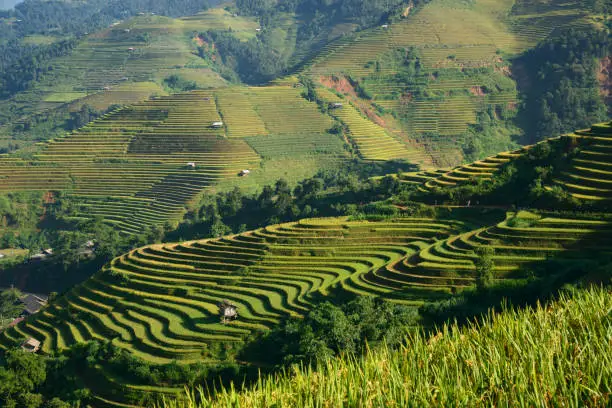 Golden terraces rice filed in MuCangChai, Vietnam in September