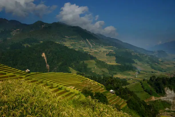 Golden terraces rice filed in MuCangChai, Vietnam in September