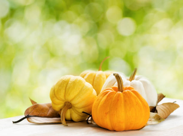 istock Pumpkins on green natural background 879065680