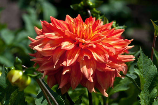 istock Close up natural beautiful dahlia flower. Selective focus 879066162