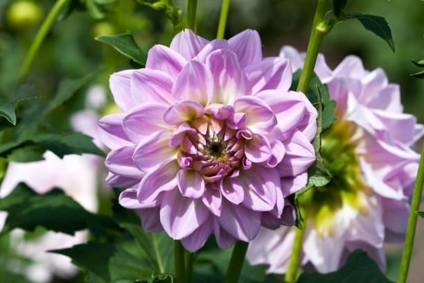 istock Natural background,  beautiful  dahlia in garden 879066614