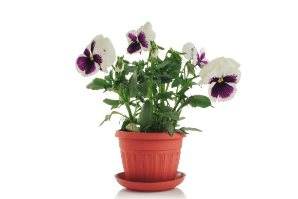 istock Beautiful violet flower in pot isolated on white background 879066636