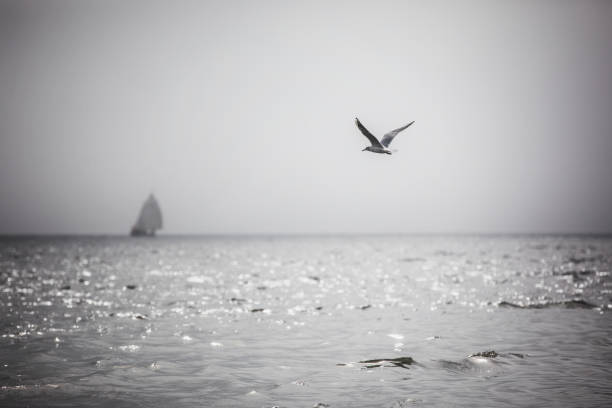 Flying birds and sailing boats regatta with white sails.