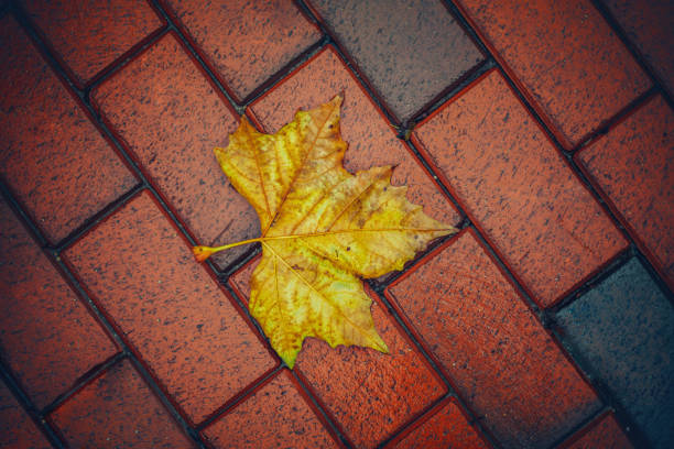 Yellow wet autumn maple leaf leave on the background.