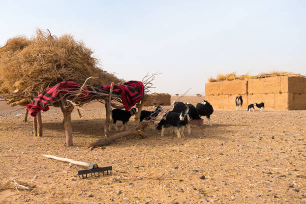 istock Goats Resting under a Shelter in the Desert 879071170