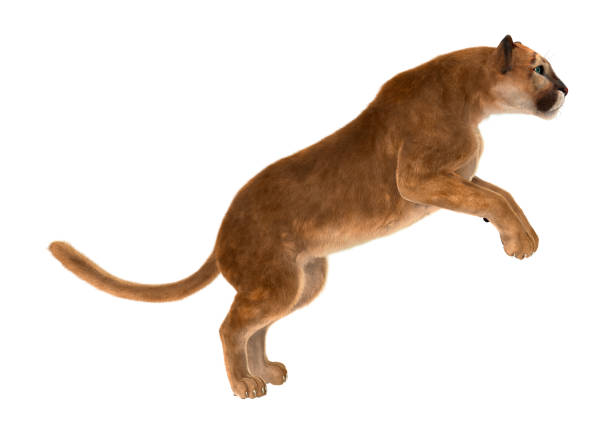 3d Rendering Big Cat Puma On White Stock Photo - Download Image Now -  Jumping, Mountain Lion, Animal - iStock