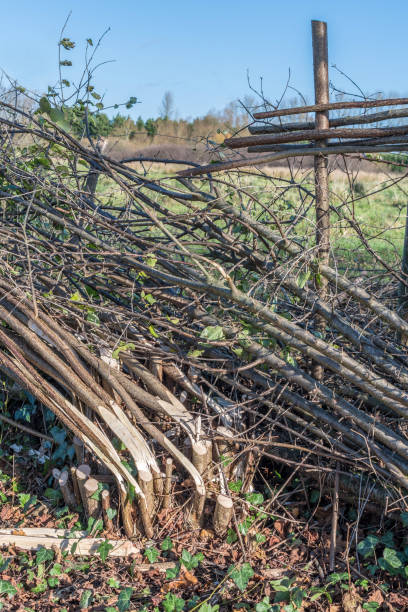 istock Plashing a new hedge row by bending over branches 879076376