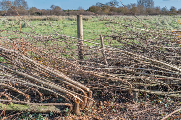 istock Plashing a new hedge row by bending over branches 879076462