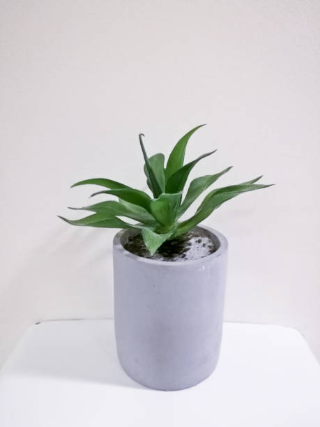 istock Single green cute decorative plant on white background 879085524