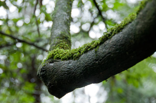 Mossy lichen on black humid tree trunk in forest