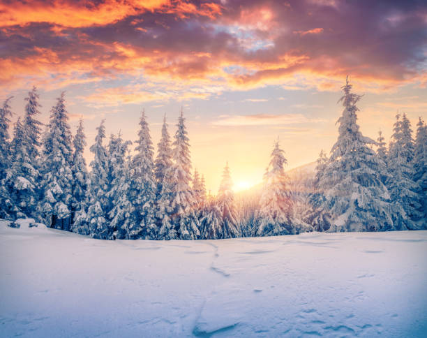 Splendid Christmas scene in the mountain forest. Splendid Christmas scene in the mountain forest. Colorful winter sunrise in the Carpathians, Ukraine, Europe. Artistic style post processed photo. snow landscape stock pictures, royalty-free photos & images