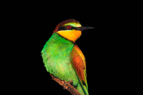 istock Christmas bird isolated on black background 879091276