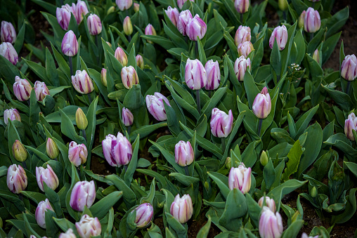 multi color tulips in garden