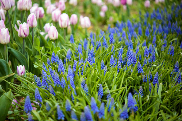 multi color tulips in garden