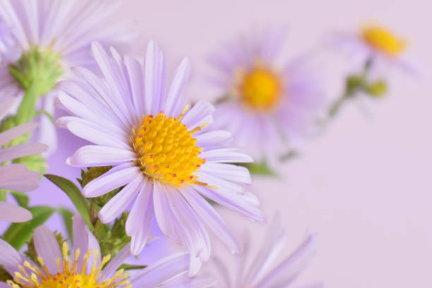 istock Autumn flower of chrysanthemum 879101070